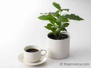Growing coffee plants indoors takes patience, dedication