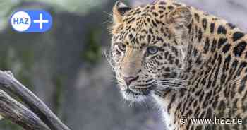 Erlebnis-Zoo: Neuer Bewohner da – ein junger Leopard namens Suresh