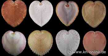 Muscheln mit Glasfaser-Technologie: So erhalten sie zusätzliches Licht