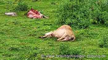140 Schafe: So wütet der Wolf in Wolfenbüttel, Helmstedt und Wolfsburg
