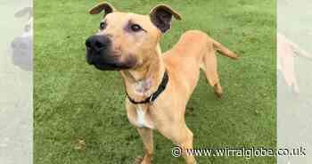 ‘Emaciated’ dog on road to recovery thanks to Wirral animal welfare centre