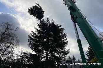 Steinhagen: 23-Meter-Tanne wird Weihnachtsdeko