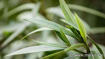 Kann man den Oleander im Flur oder im Treppenhaus überwintern?