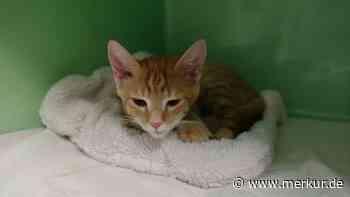 Wanderer nehmen streunenden Kater einfach mit: Empörung ist groß – „Hätte man nachfragen können“