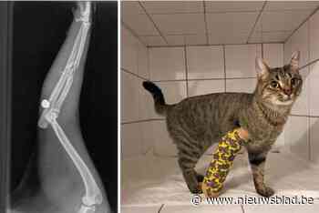 Katje van Jonathan beschoten met een loodjesgeweer: “Niet de eerste keer dat dit gebeurt”