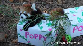 Surviving Red Panda Cub at Toronto Zoo gets named 'Poppy'