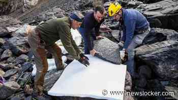 Wandelaars stuiten op 280 miljoen jaar oude afdrukken in Italiaanse Alpen