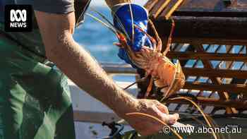 'Warning bells ringing all over': Commercial lobster fishers call for cut to total catch