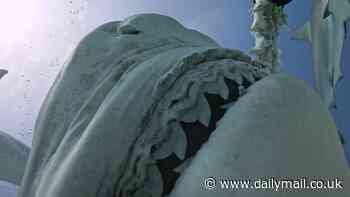 See what it looks like to be swallowed alive by a tiger shark