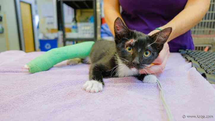 Kitten gets medical care after being found in critical condition in Colorado