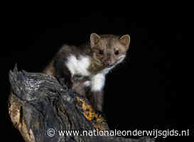 Kinderopvang Emmen ontruimd vanwege stank van een steenmarter