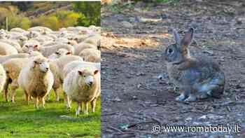 Agro Romano: identità, territorio e futuro