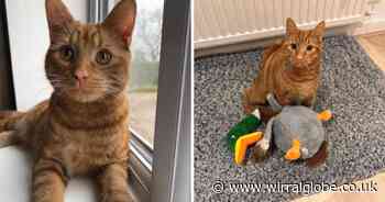 Ellesmere Port man physically abused two young kittens