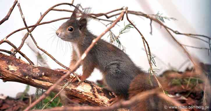 Straßenbrücke für Eichhörnchen – Seil hilft beim Überqueren