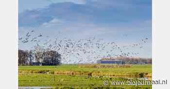 Verdeeldheid over ophokplicht na vogelgriepuitbraak Putten