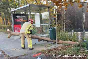 Brandweer moet boom verzagen die op fietspad valt