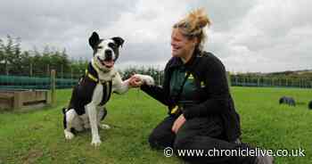 Meet the rescue dogs looking to escape to the country in search of forever homes