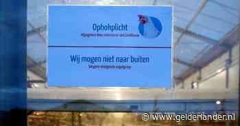Minister Femke Wiersma gaat over of ‘forse maatregel’: ophokplicht in heel Nederland vanwege vogelgriep