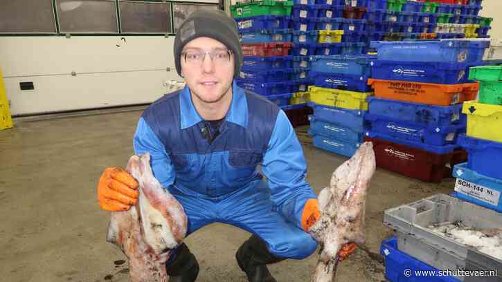 Witte en zwarte inktvis domineren aanvoer