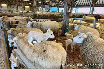 Trappistenabdij neemt afscheid van schapen