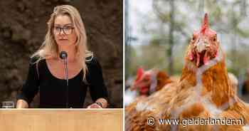 Minister Femke Wiersma gaat over op ‘forse maatregel’: ophokplicht in heel Nederland vanwege vogelgriep