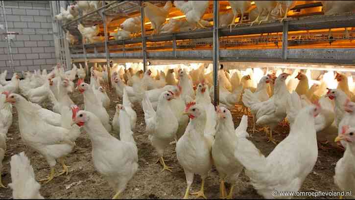 Flevoland - Toch landelijke ophokplicht, zo'n 60 Flevolandse pluimveehouders moeten dieren binnen houden