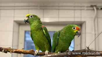 Papageien schocken Pfleger: Sie finden Szene wie aus dem Horrorfilm