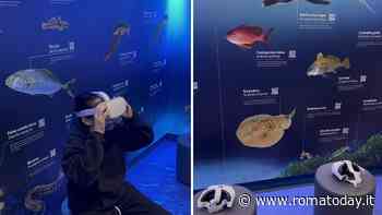 Delfini, tartarughe e diavoli di mare: gli avvistamenti diventano "virtuali"