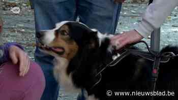 Studenten Universiteit Antwerpen knuffelen met honden