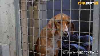 Canile Muratella, pubblicato il bando per l’ampliamento e l’ospedale veterinario: costa 6 milioni e mezzo