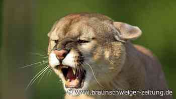Wie Berglöwen in L.A. Joggern trickreich aus dem Weg gehen