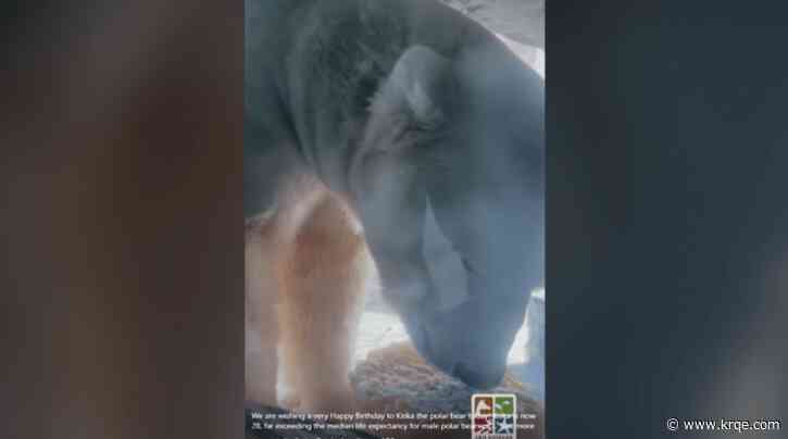 ABQ BioPark polar bear celebrates 28th birthday