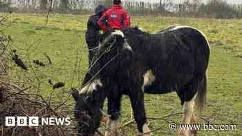 Seven neglected ponies seized from field by police