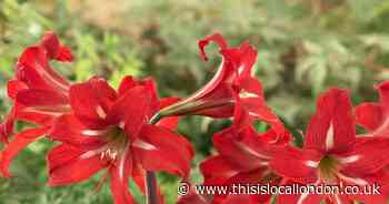 Save £3 on Amaryllis growing kits – perfect for Christmas gifts!