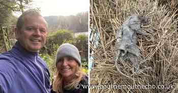 Couple's shock in finding mummified cat during home revamp