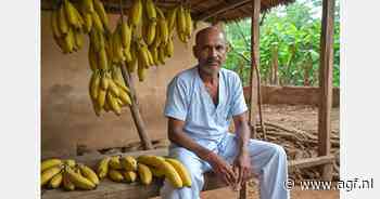 Traditionele genezing met bananen