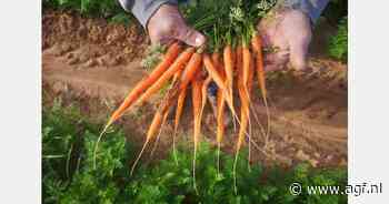 "Smaak, textuur en esthetiek maken minigroenten speciaal"