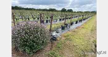 Zimbabwe snelst groeiend in blauwe bessensector