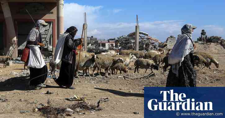 Gaza food production ‘decimated’ with 70% of farmland hit, UN finds