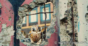 ‘Porcelain War’ Review: A Defiant Dispatch From Ukraine