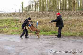 Stijgend aantal bijtincidenten met honden in politiezone Carma, en er is telkens één constante