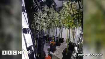 Cannabis worth £155,000 seized in police raids