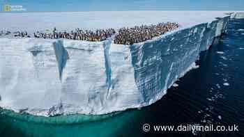 'Photos that capture the wonders of our world': National Geographic reveals the best pictures its photographers took in 2024, from a rare tiger to a penguin leaping off a cliff