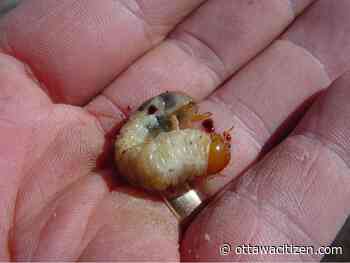 Houseworks: Getting rid of wood insects 