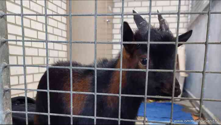 Almere - Verdwaald geitje gevonden midden in centrum van Almere