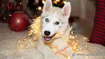 5 Vet-Approved Ways to Stop Pets From Chewing Holiday Decorations