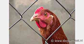 Landelijke ophok- en afschermplicht ingesteld door vogelgriepuitbraken