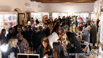 Ficus al Massimo Xmas Edition