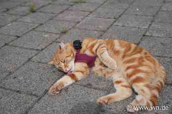 Wurde Kater Beppo aus Sprakel entführt – und freigekauft?