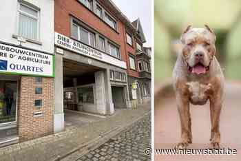 Minister trekt erkenning van hondenkweker in: “Genekt door de omstandigheden”
